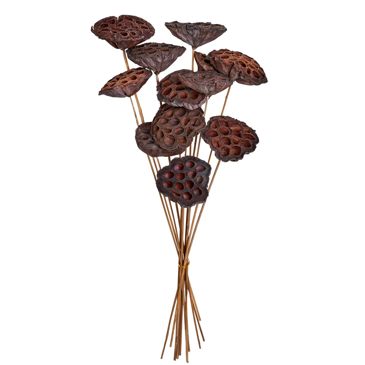 8" Large Natural Botanical Lotus Pod Picks, 12ct.